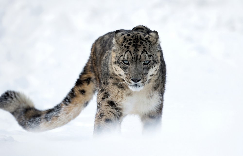 5acfb1dae384d_leoparddezapada.thumb.jpg.ca41a7c6ac6b06fe45c2e8ce7add7743.jpg