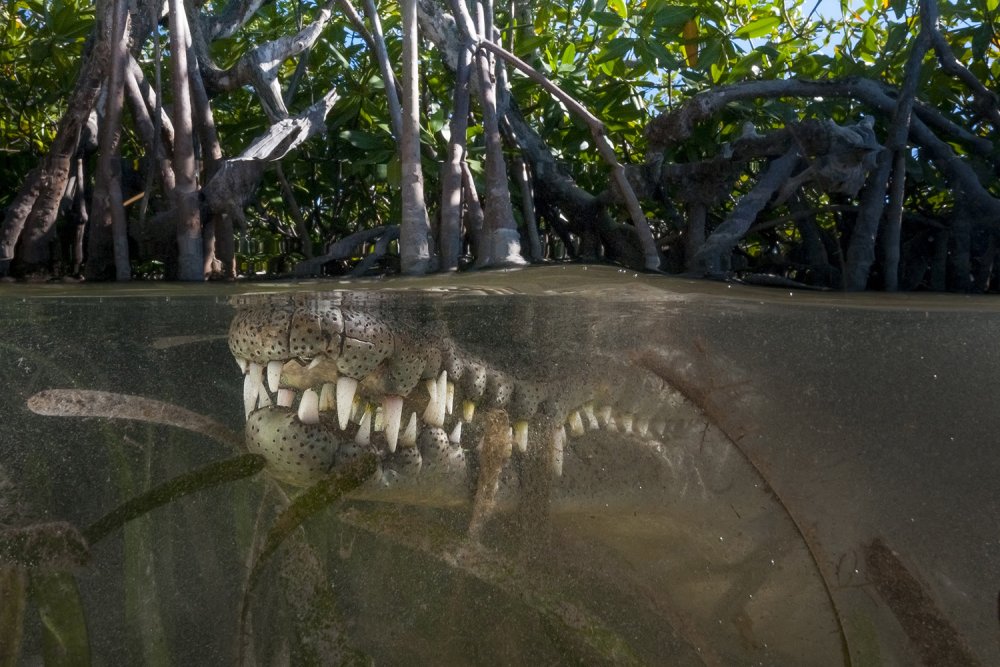 5acfb1daed830_Cubansaltwatermangrove.thumb.jpg.b86cdf1bd40c2a11512307fcd6e43eff.jpg