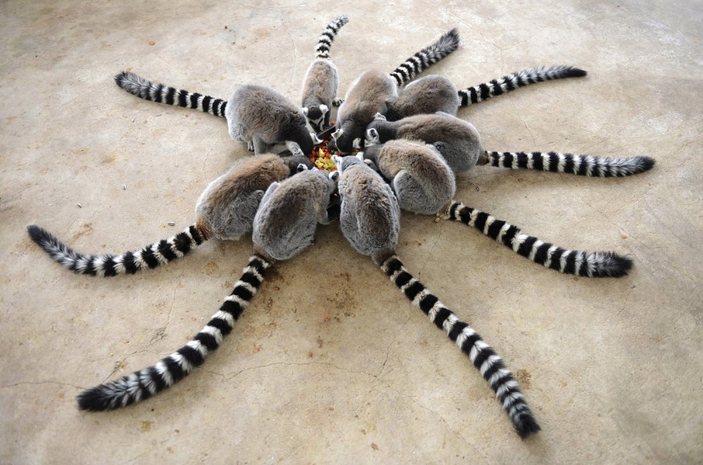 lemuri.thumb.jpg.c4710e6528e7f700d3c4b92cd48ae338.jpg